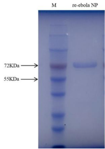 1762394590768352.png image.png